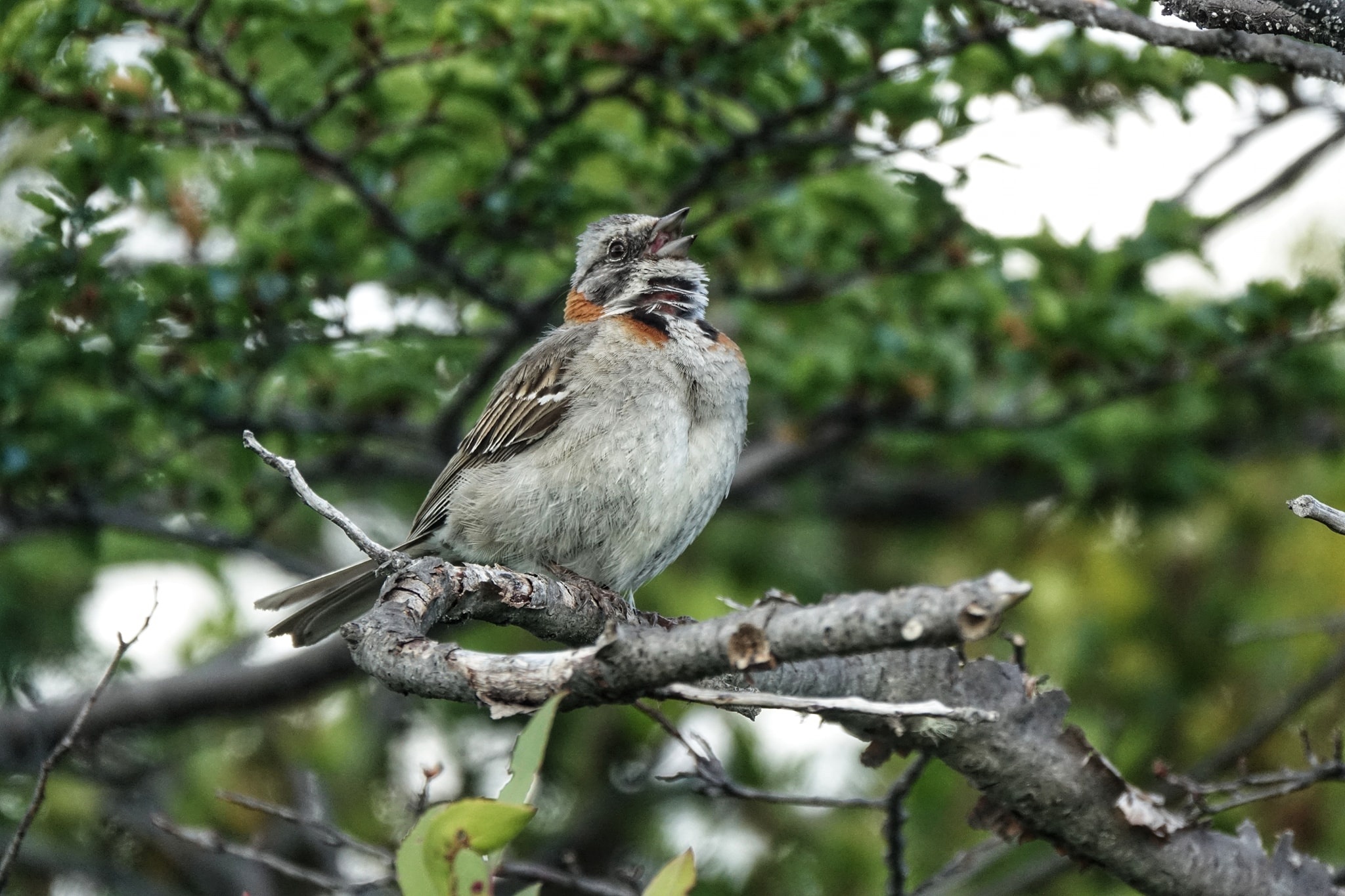 noi tan cung Trai Dat anh 19