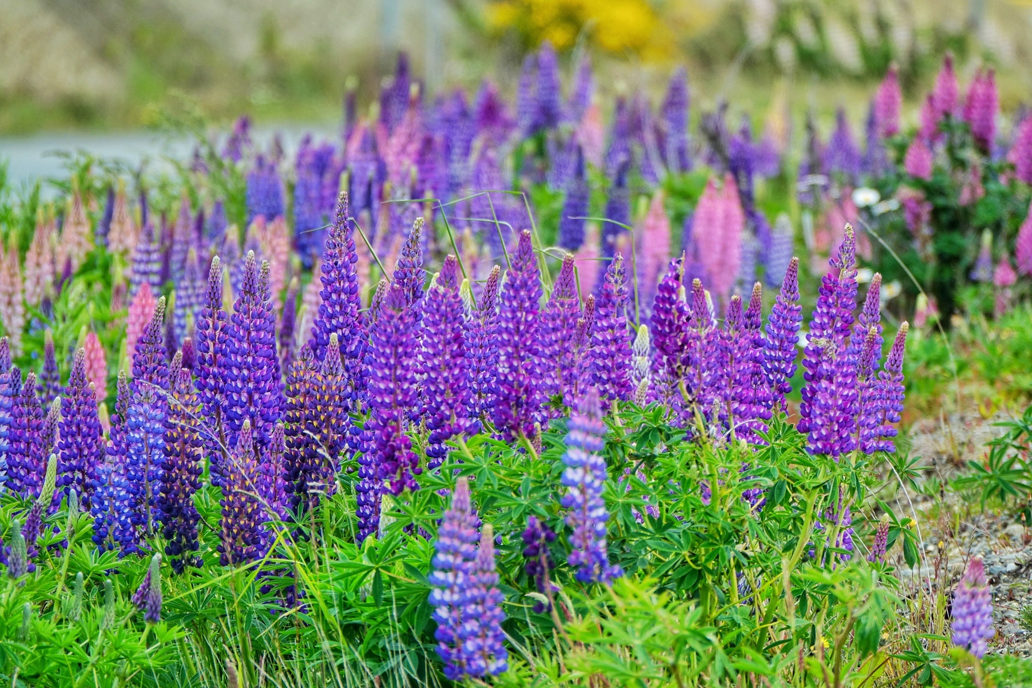 noi tan cung Trai Dat anh 22