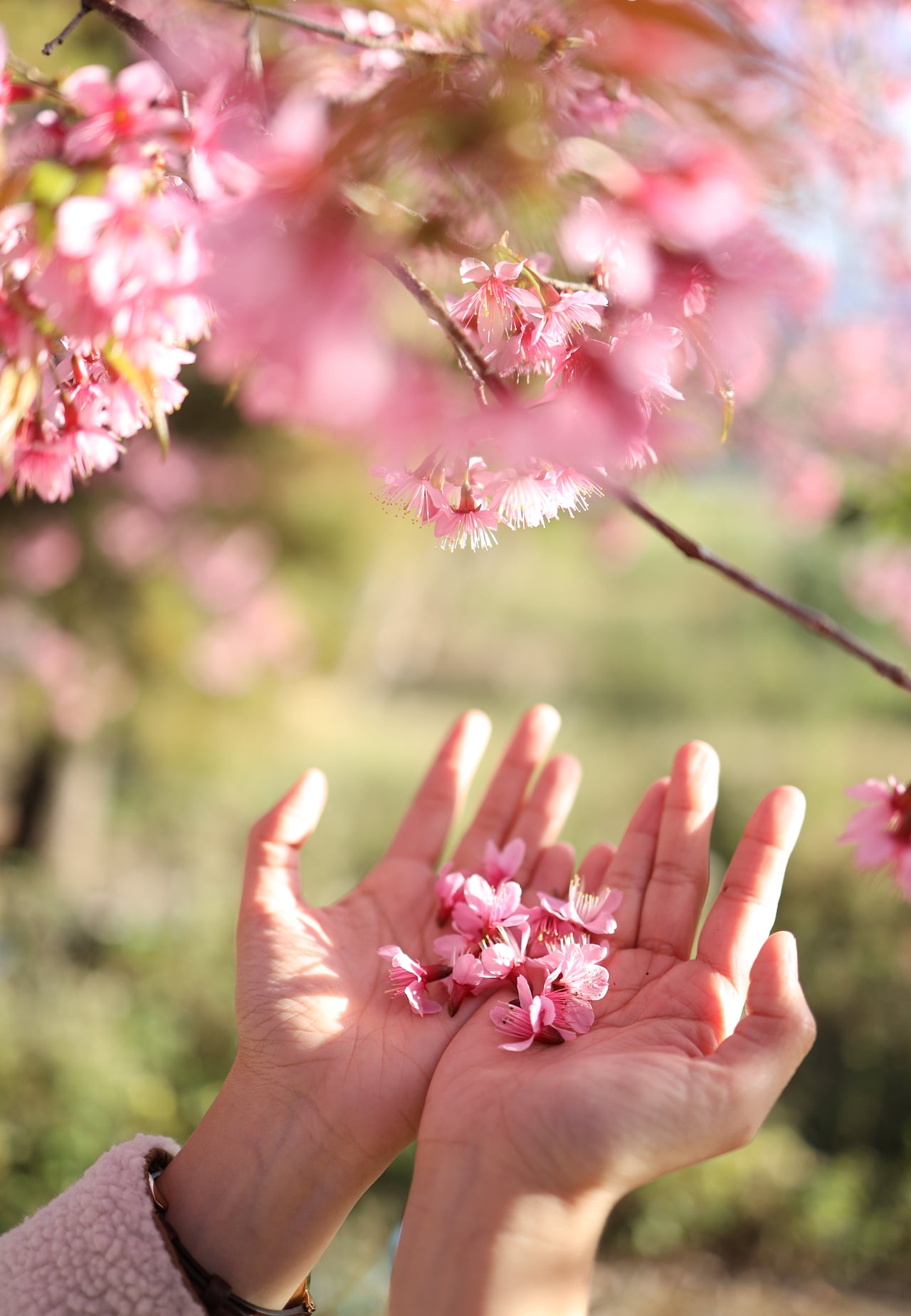 hoa anh dao Chiang Mai anh 2