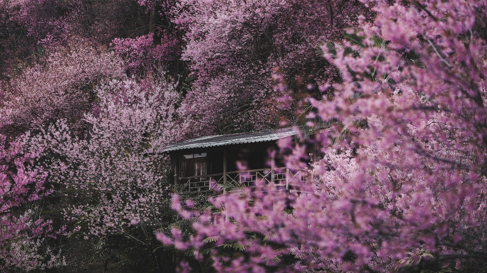 hoa anh dao Chiang Mai anh 6