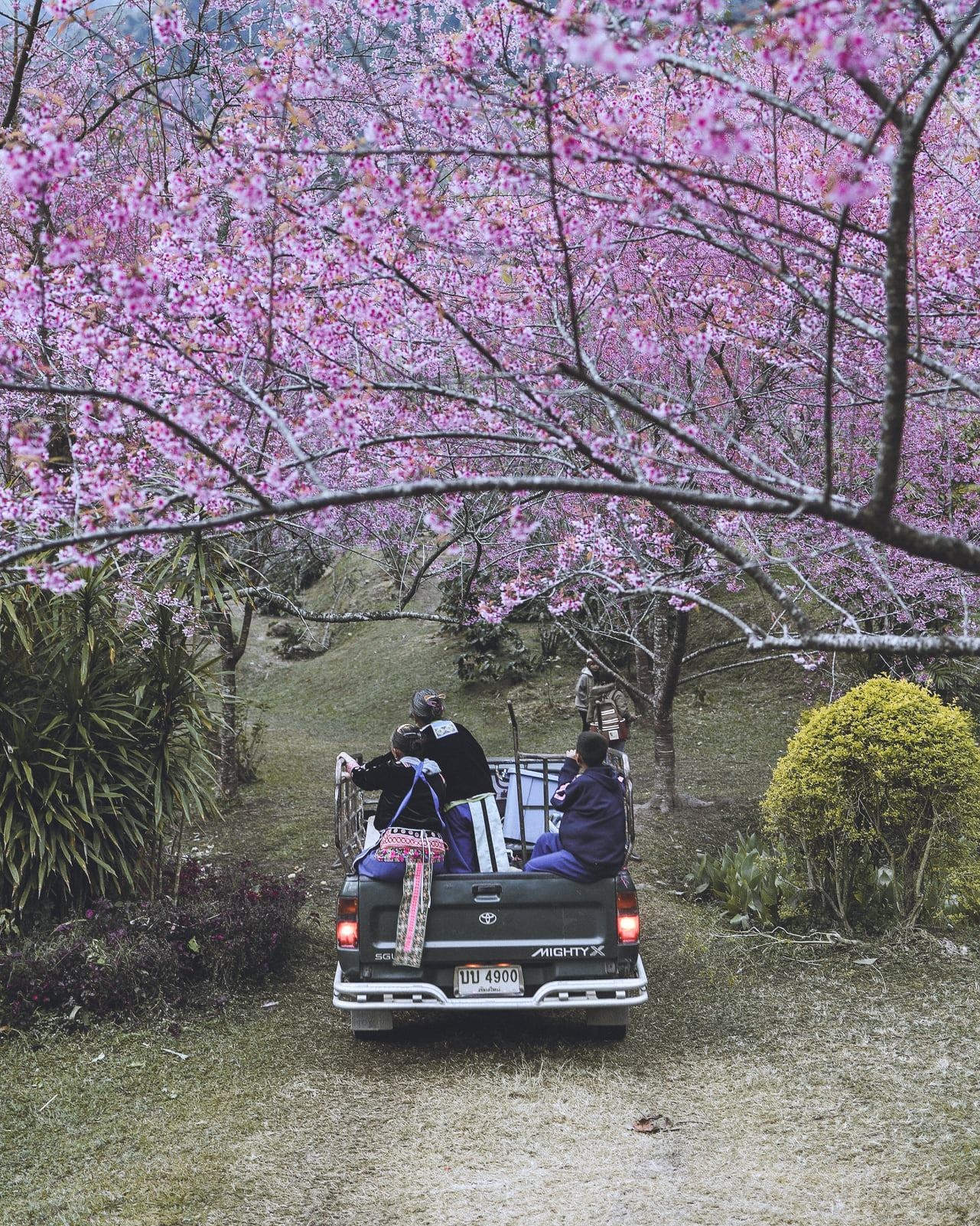 hoa anh dao Chiang Mai anh 8