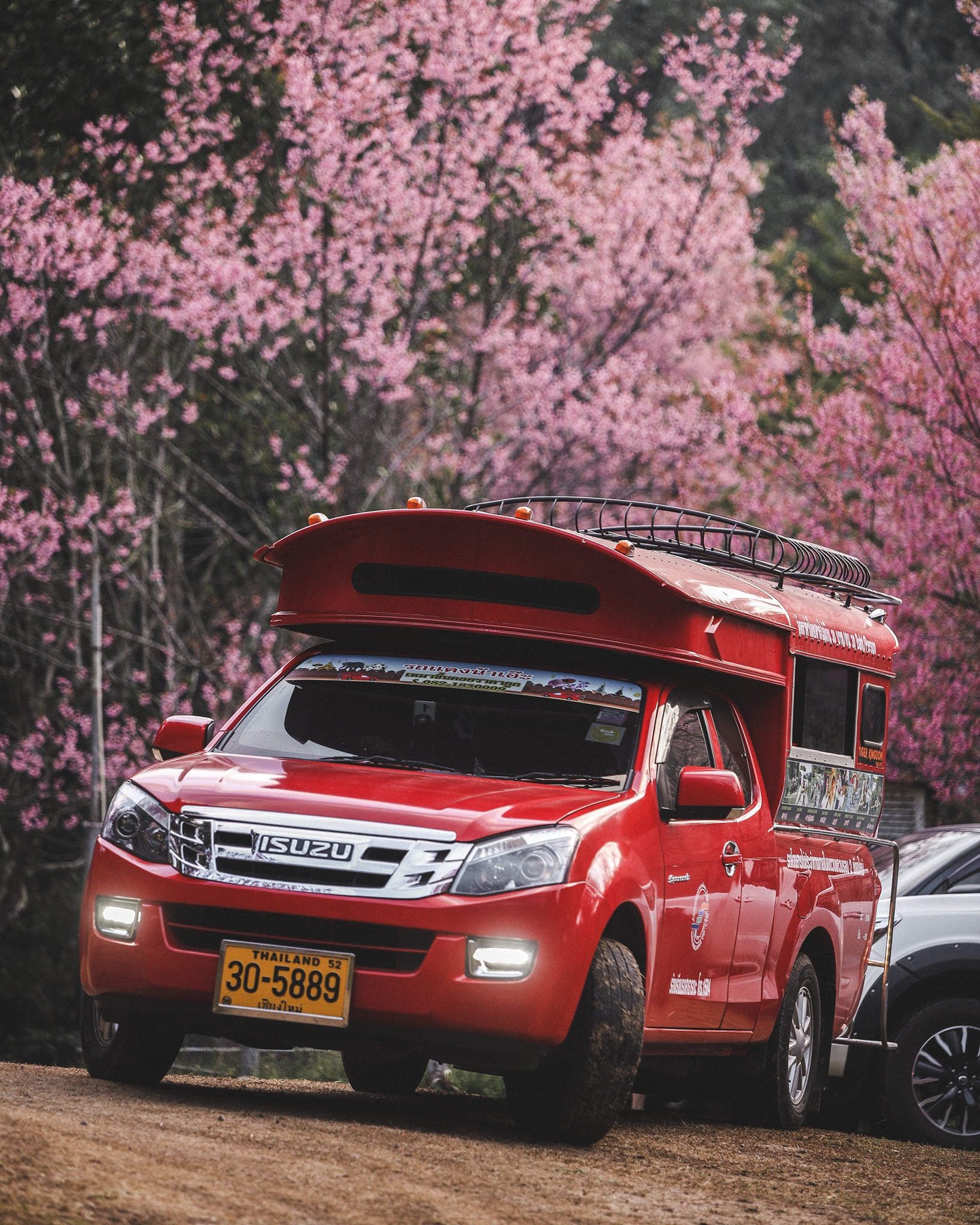 hoa anh dao Chiang Mai anh 7