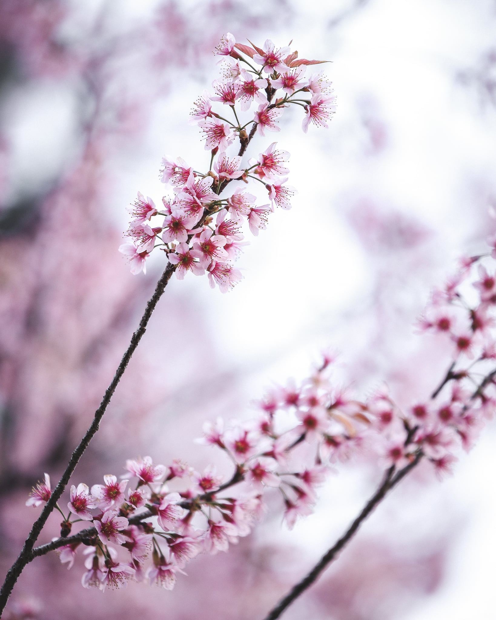 hoa anh dao Chiang Mai anh 3