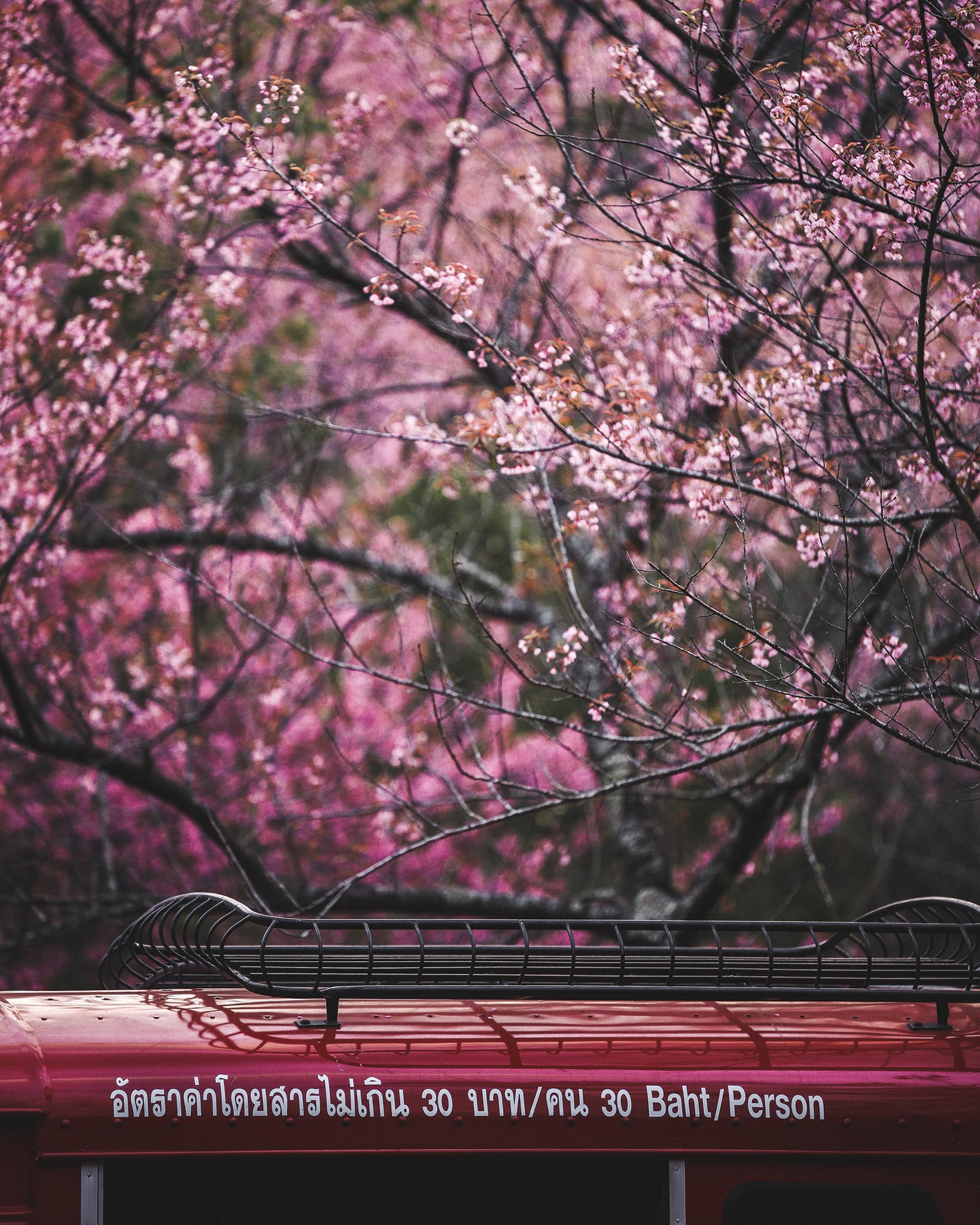 hoa anh dao Chiang Mai anh 9