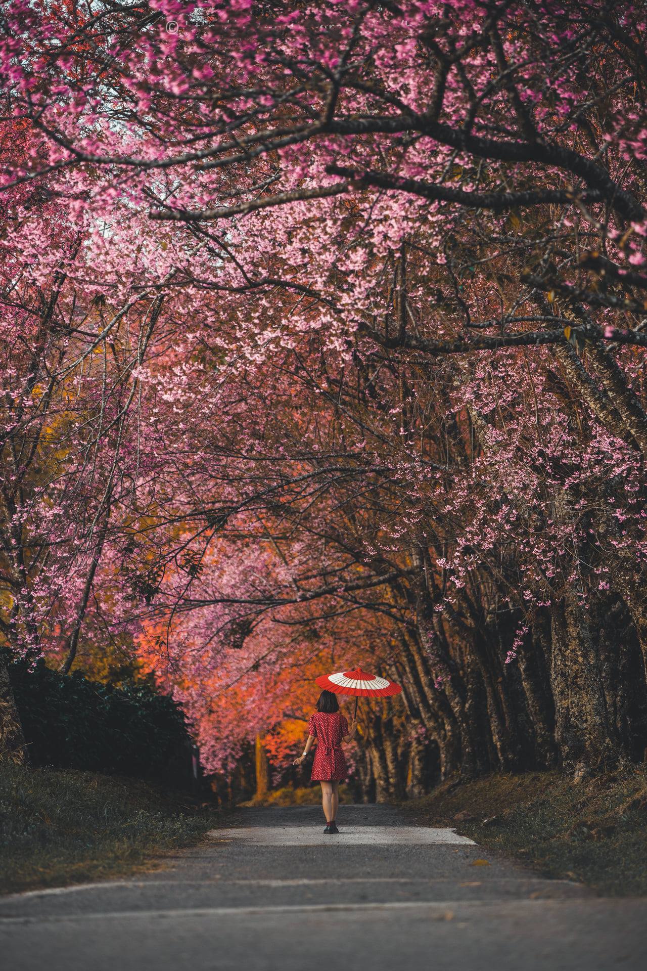 hoa anh dao Chiang Mai anh 13