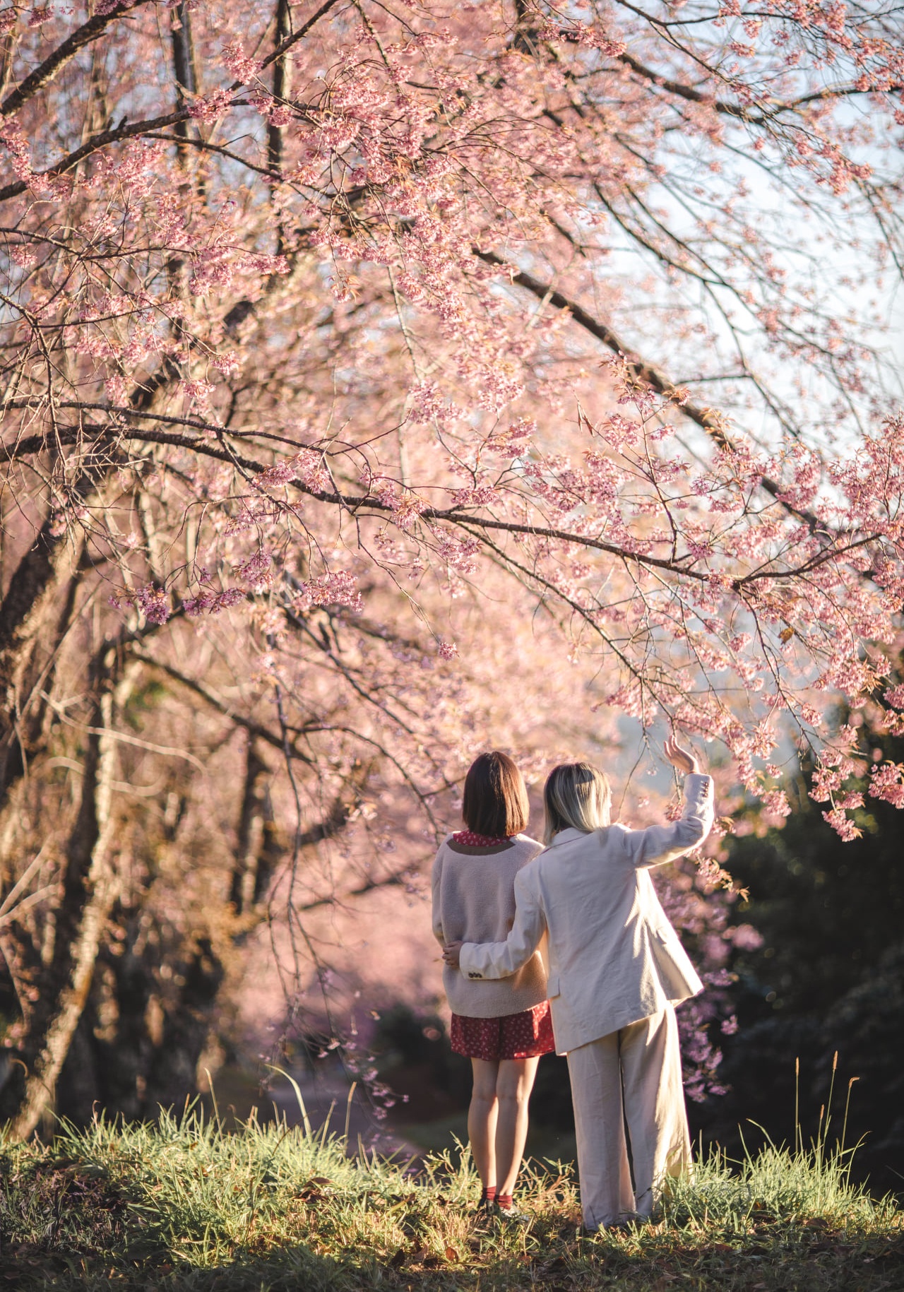 hoa anh dao Chiang Mai anh 12