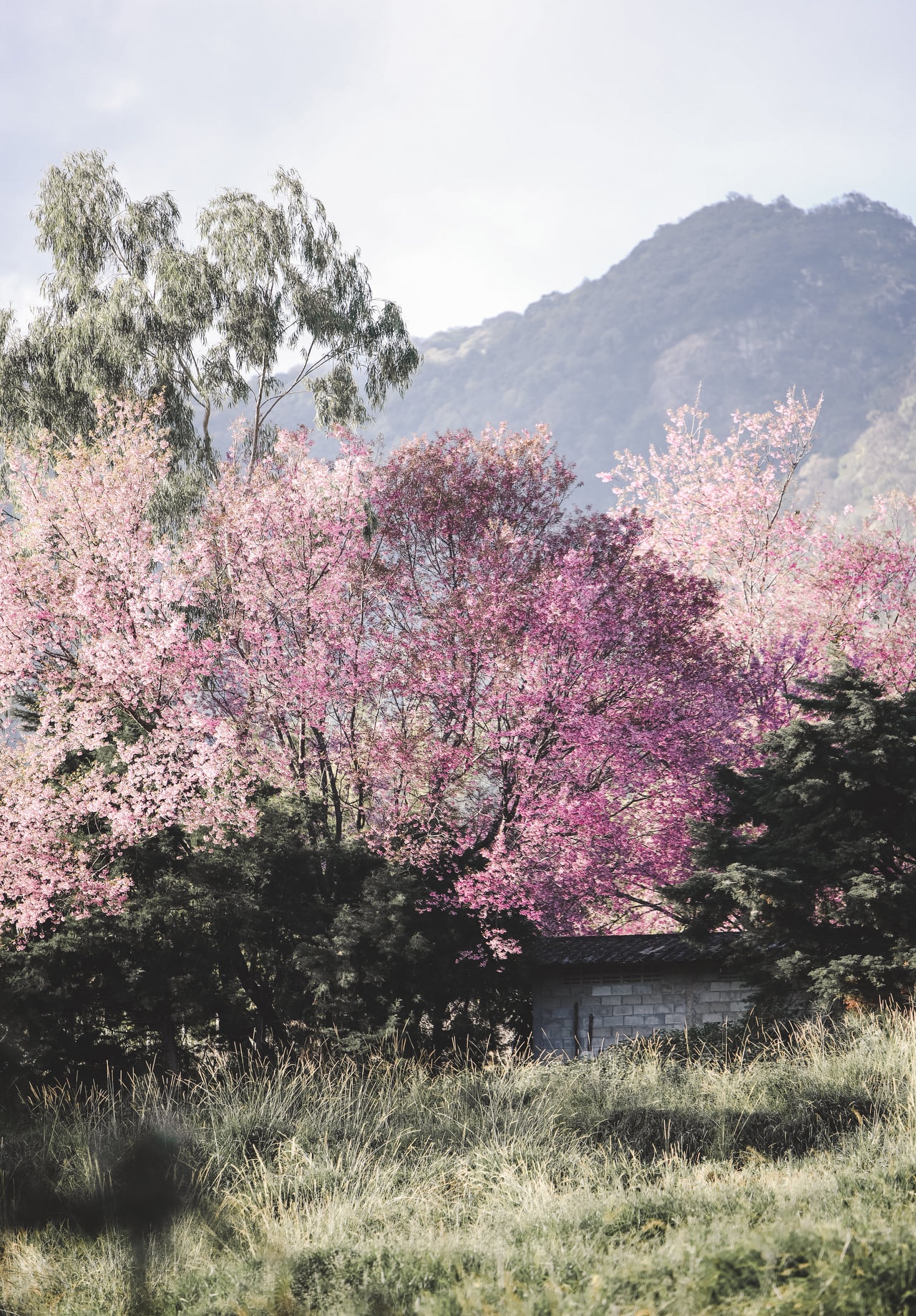 hoa anh dao Chiang Mai anh 5