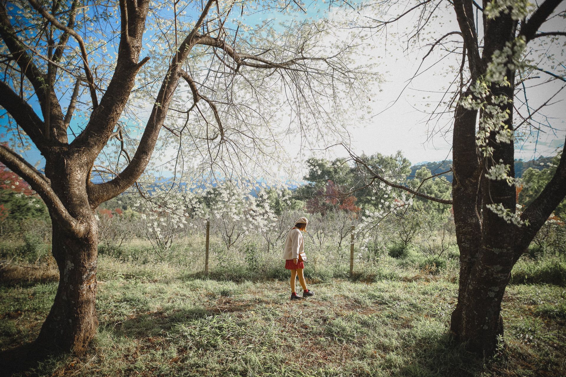 hoa anh dao Chiang Mai anh 11