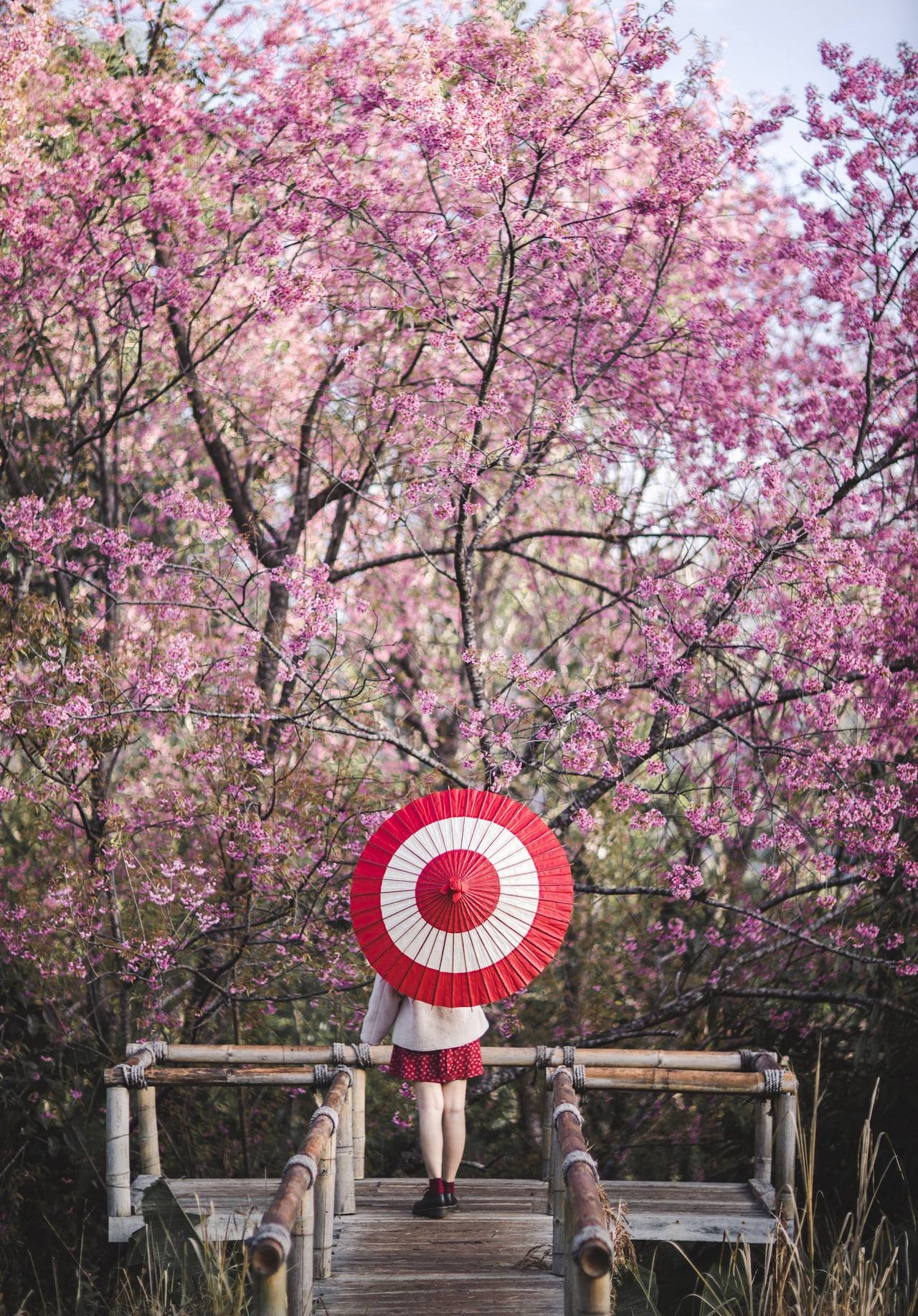 hoa anh dao Chiang Mai anh 10