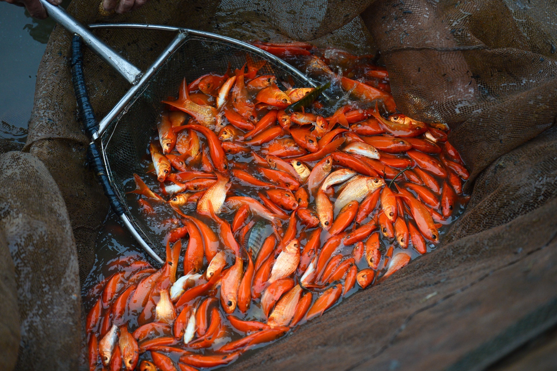 mam cung Tao quan anh 3