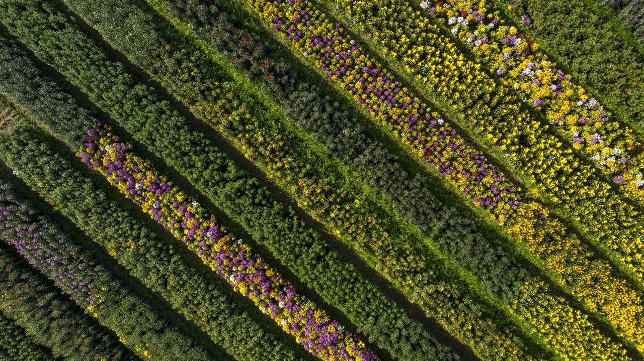 lang hoa xu Hue anh 14