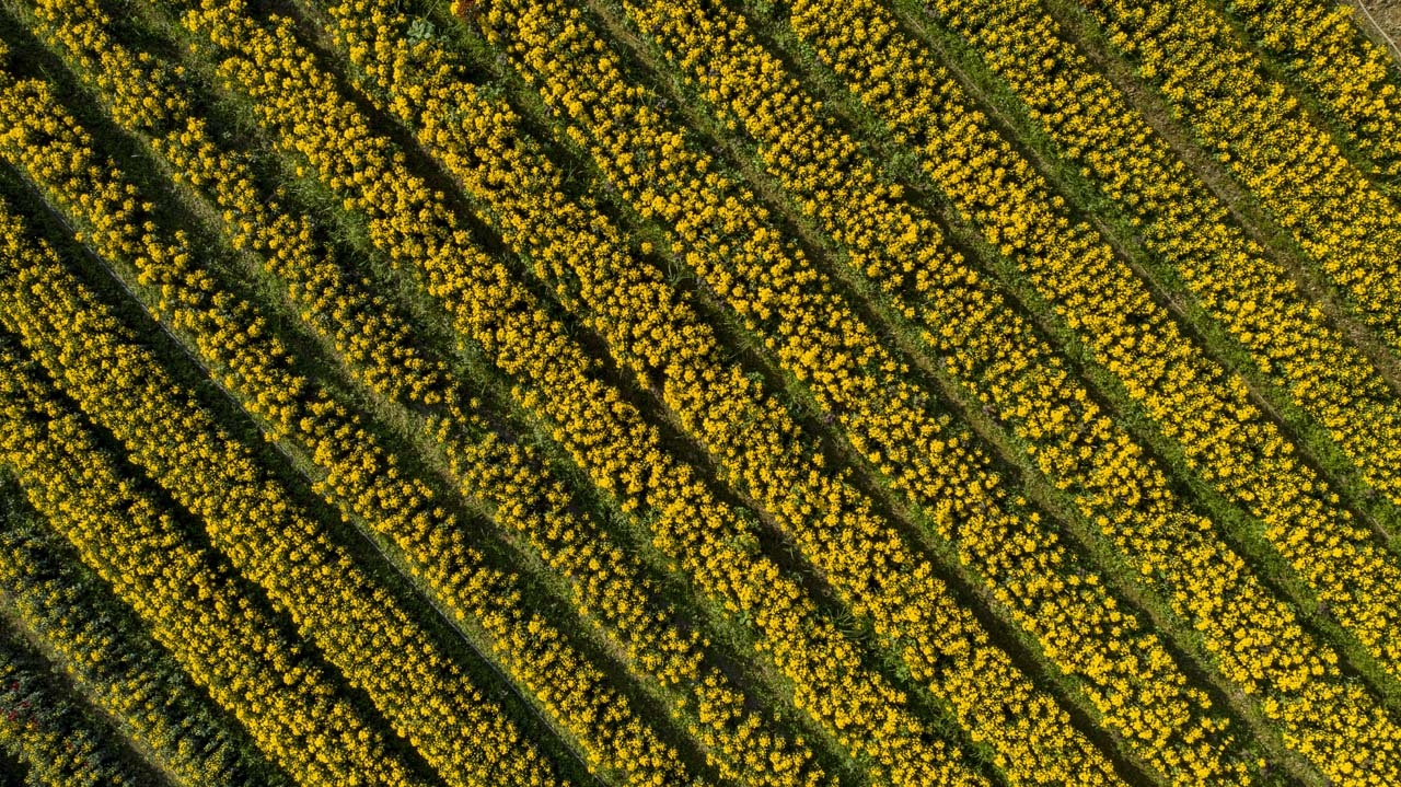 Lang hoa xu Hue ngap tran sac mau Tet hinh anh