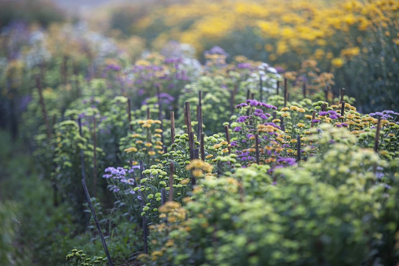 lang hoa xu Hue anh 11