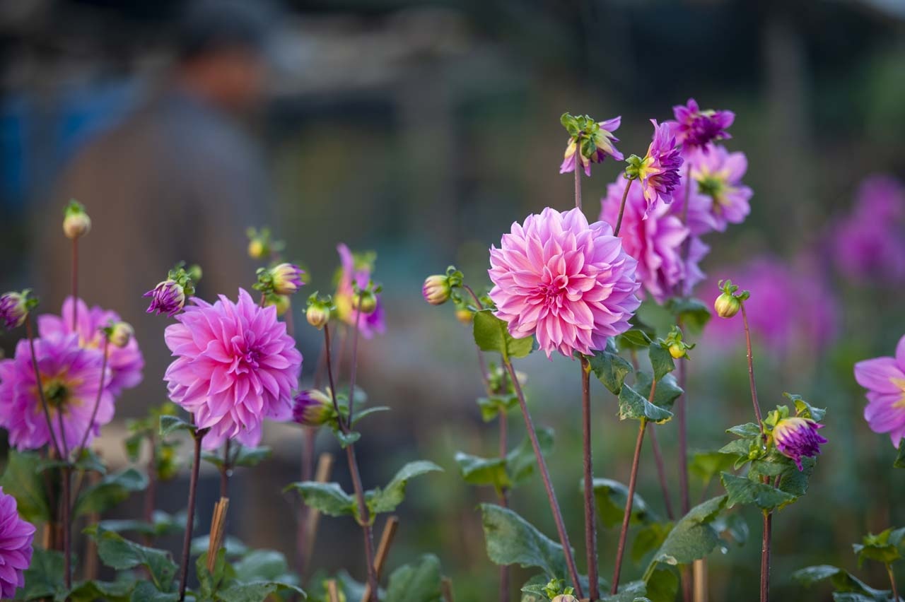 lang hoa xu Hue anh 16