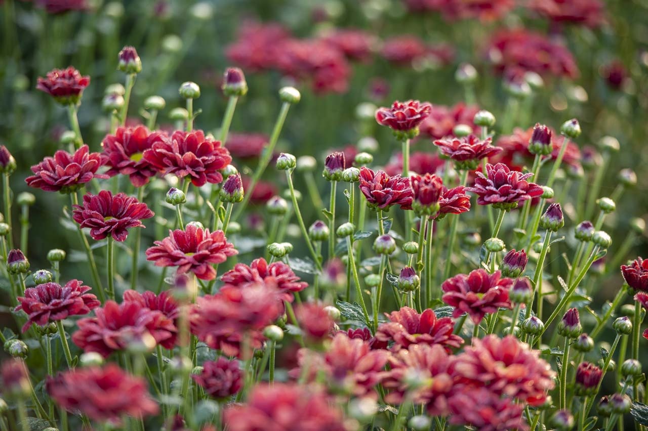 lang hoa xu Hue anh 15