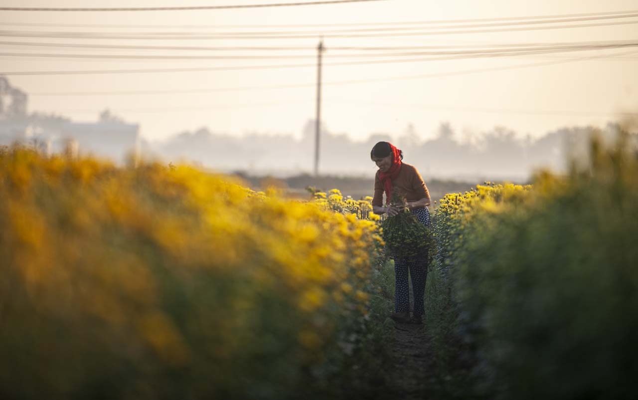 lang hoa xu Hue anh 7