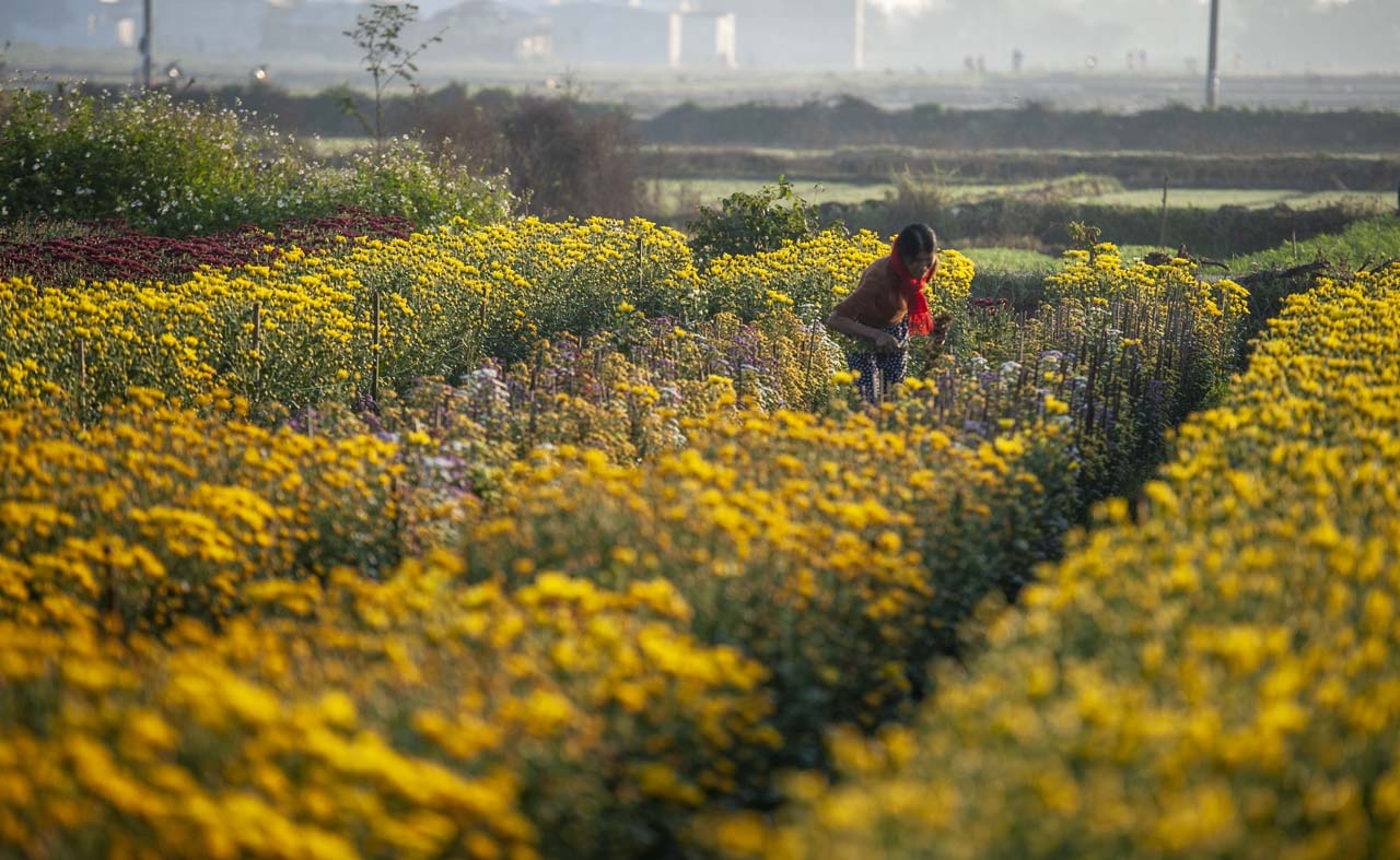 lang hoa xu Hue anh 10
