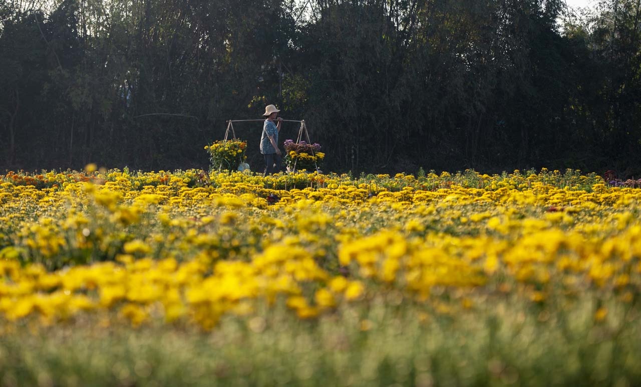 lang hoa xu Hue anh 5