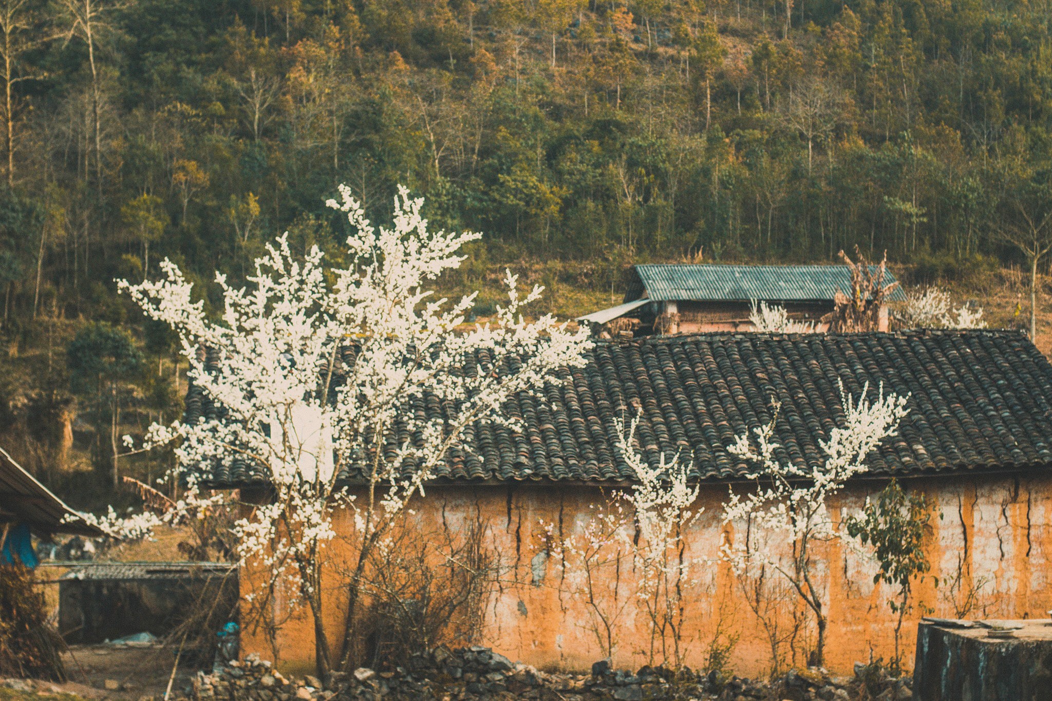 Hoa xuan khoe sac tren cao nguyen da Ha Giang hinh anh