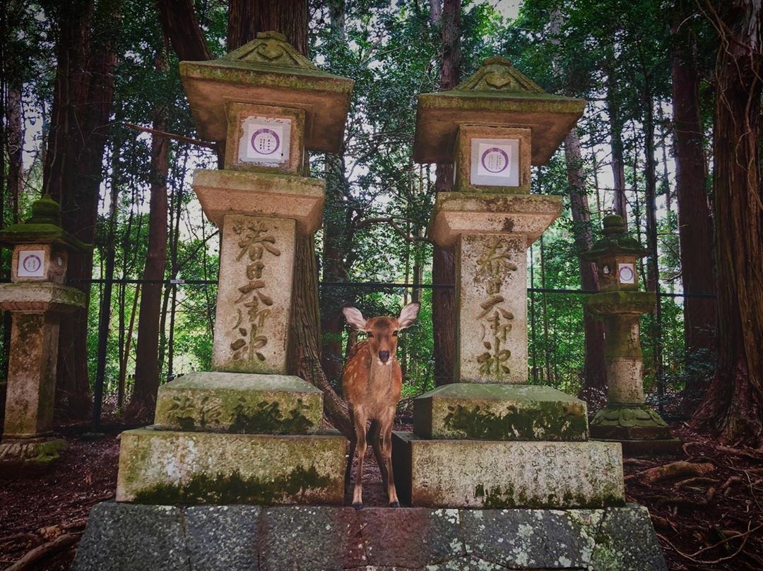 đền cầu duyên Nhật Bản ảnh 2 den cau duyen Nhat Ban anh 2