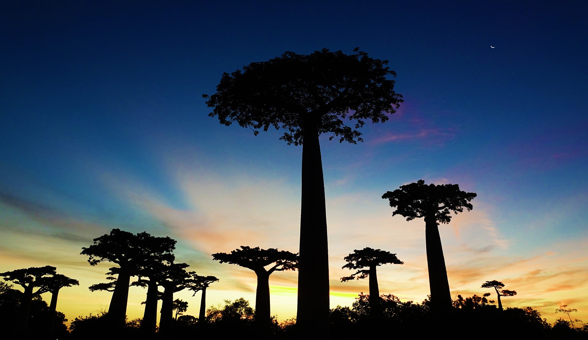 dai lo cay moc nguoc anh 15