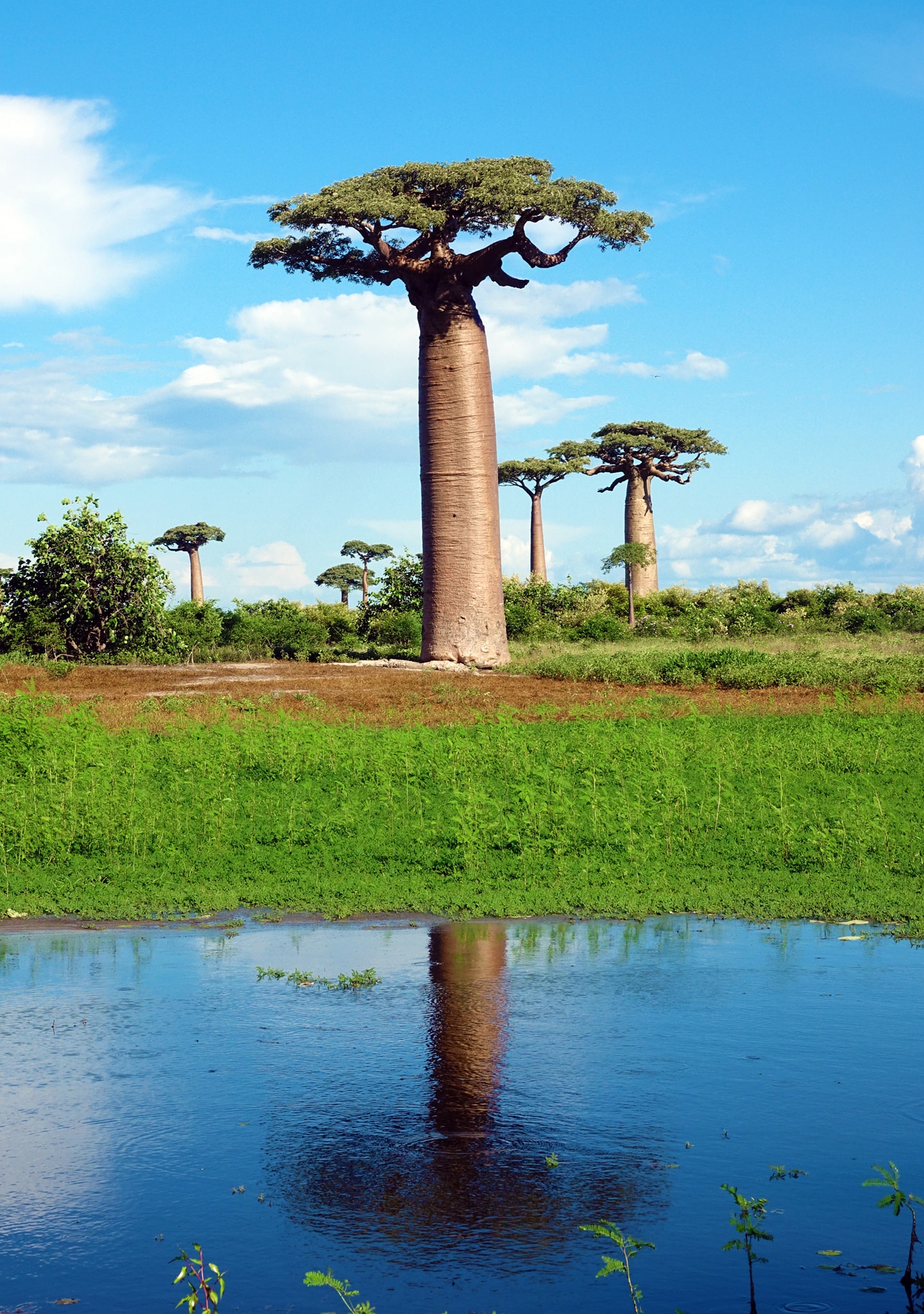 dai lo cay moc nguoc anh 5