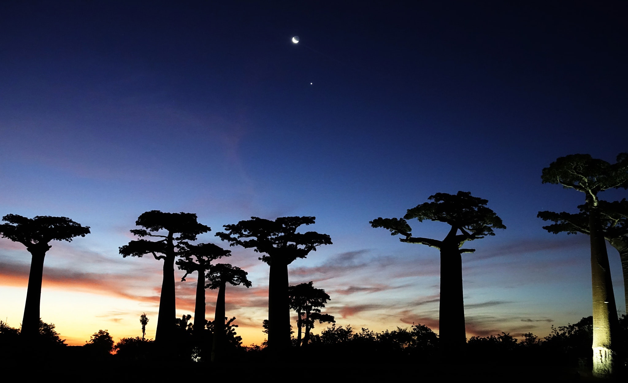 dai lo cay moc nguoc anh 16