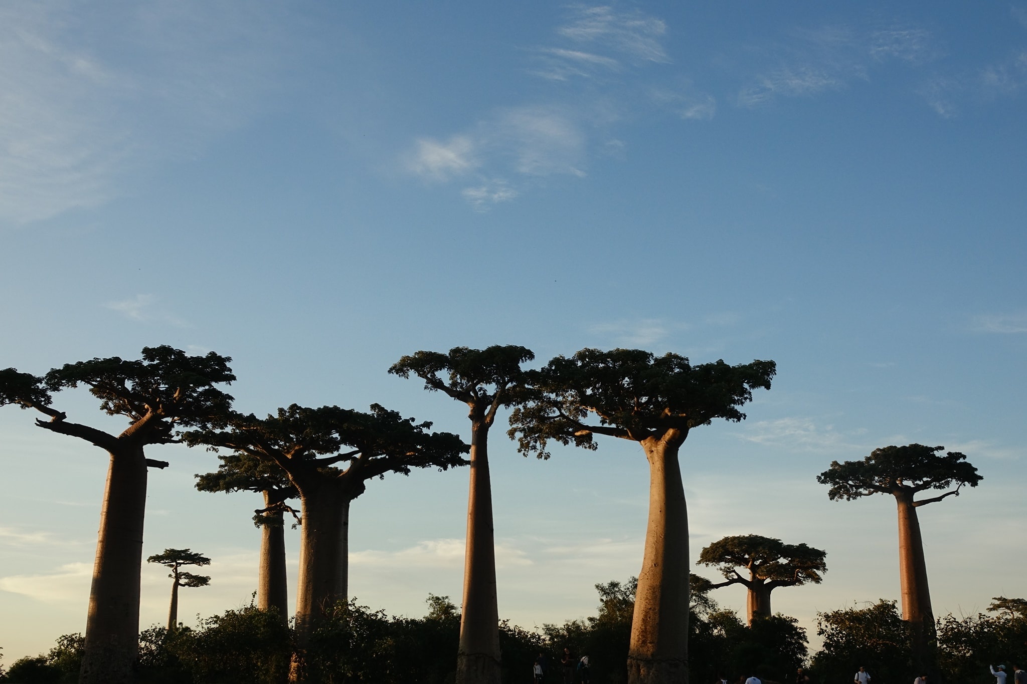 dai lo cay moc nguoc anh 11