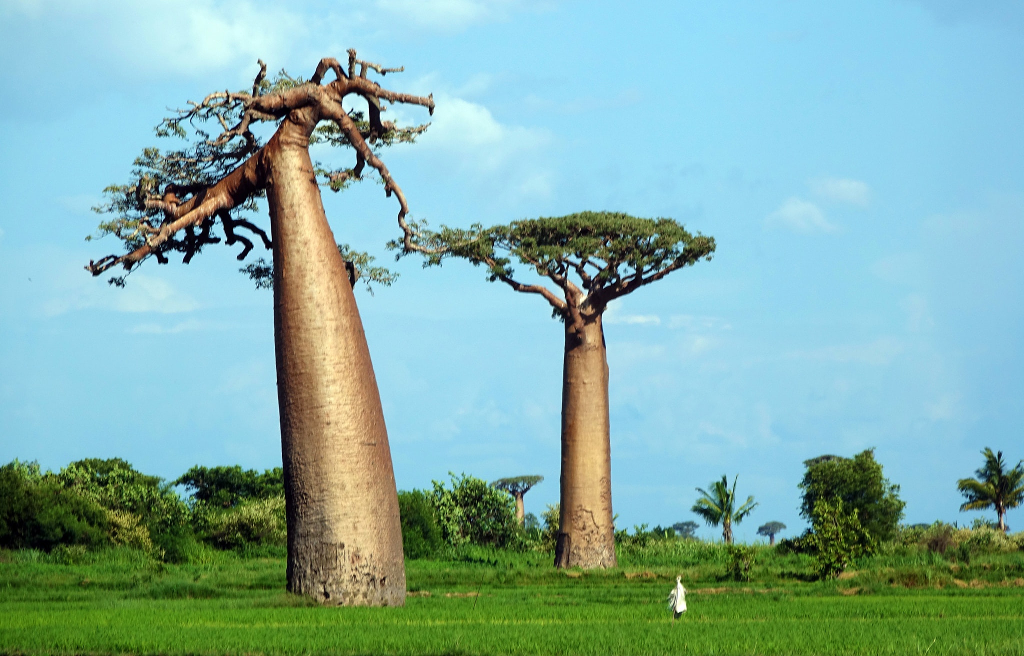 Dai lo cay moc nguoc 3.000 nam tuoi tua canh dep o hanh tinh khac hinh anh