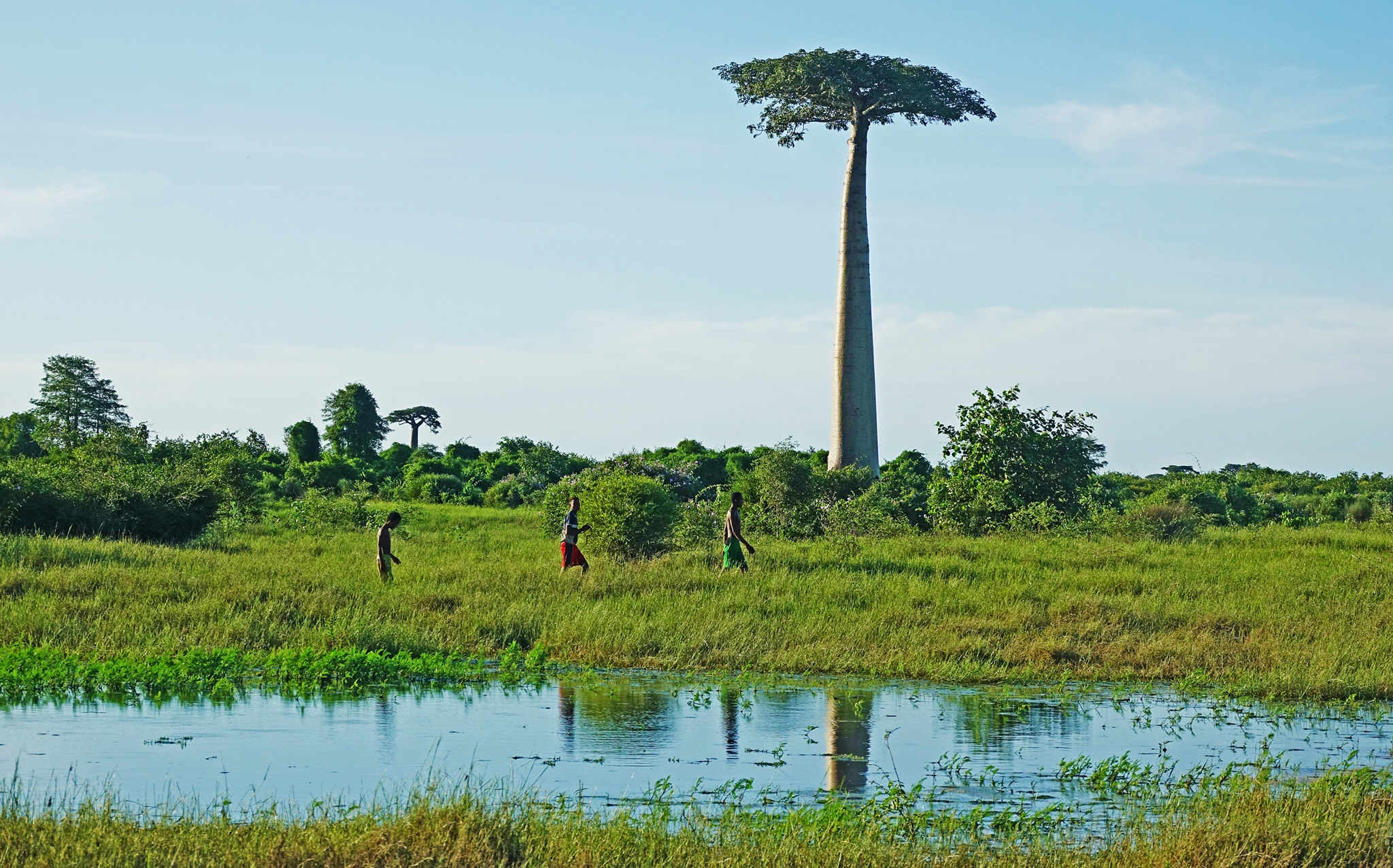 dai lo cay moc nguoc anh 19
