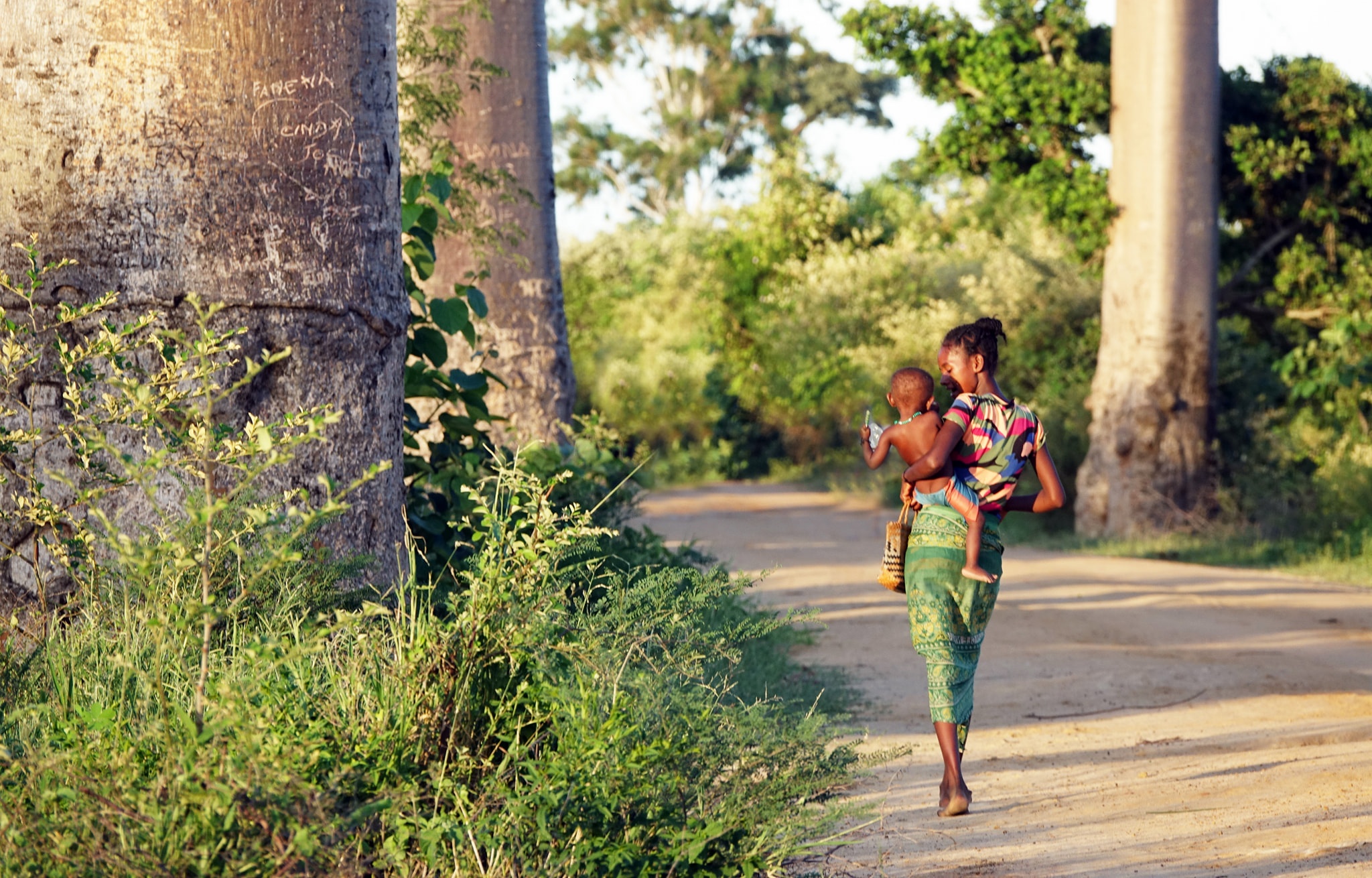 dai lo cay moc nguoc anh 20