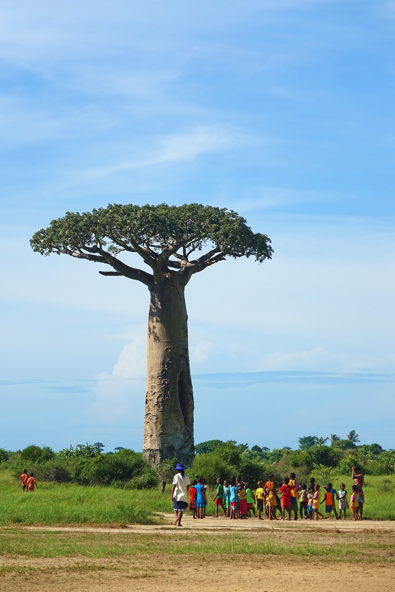 dai lo cay moc nguoc anh 18