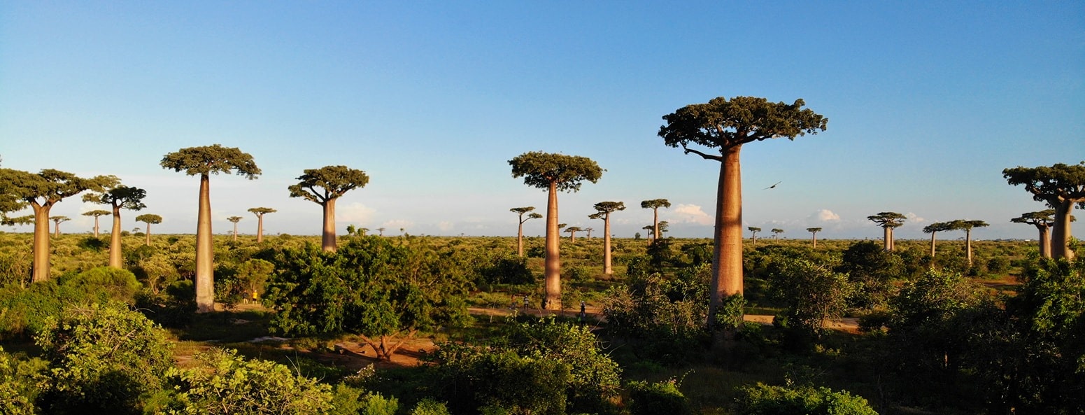 dai lo cay moc nguoc anh 21