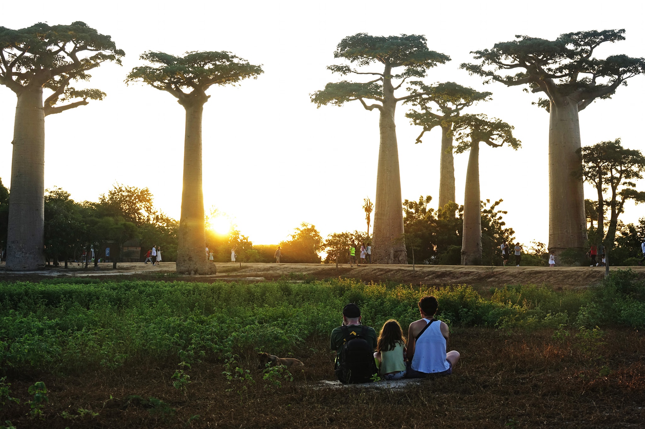 dai lo cay moc nguoc anh 9