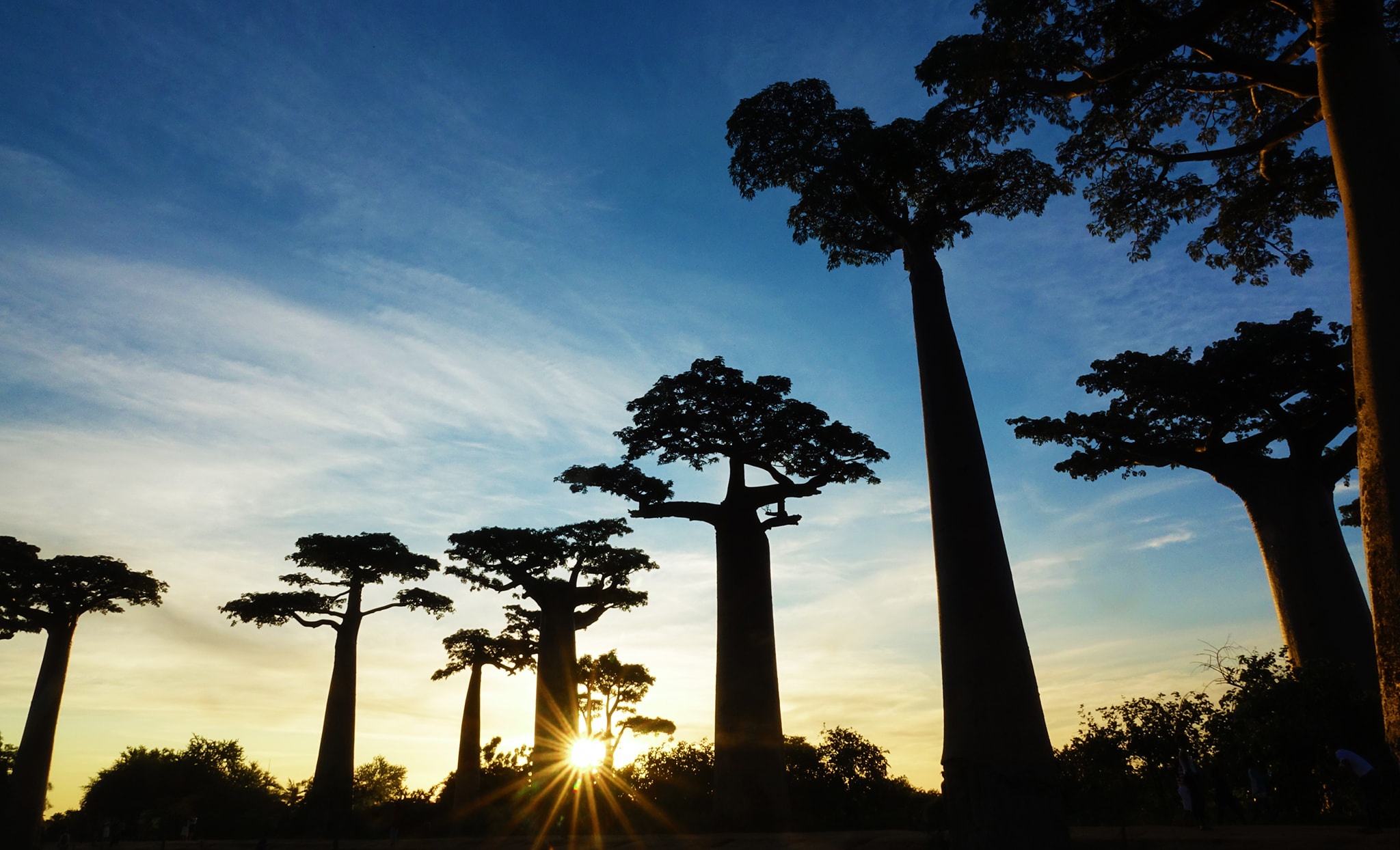 dai lo cay moc nguoc anh 14