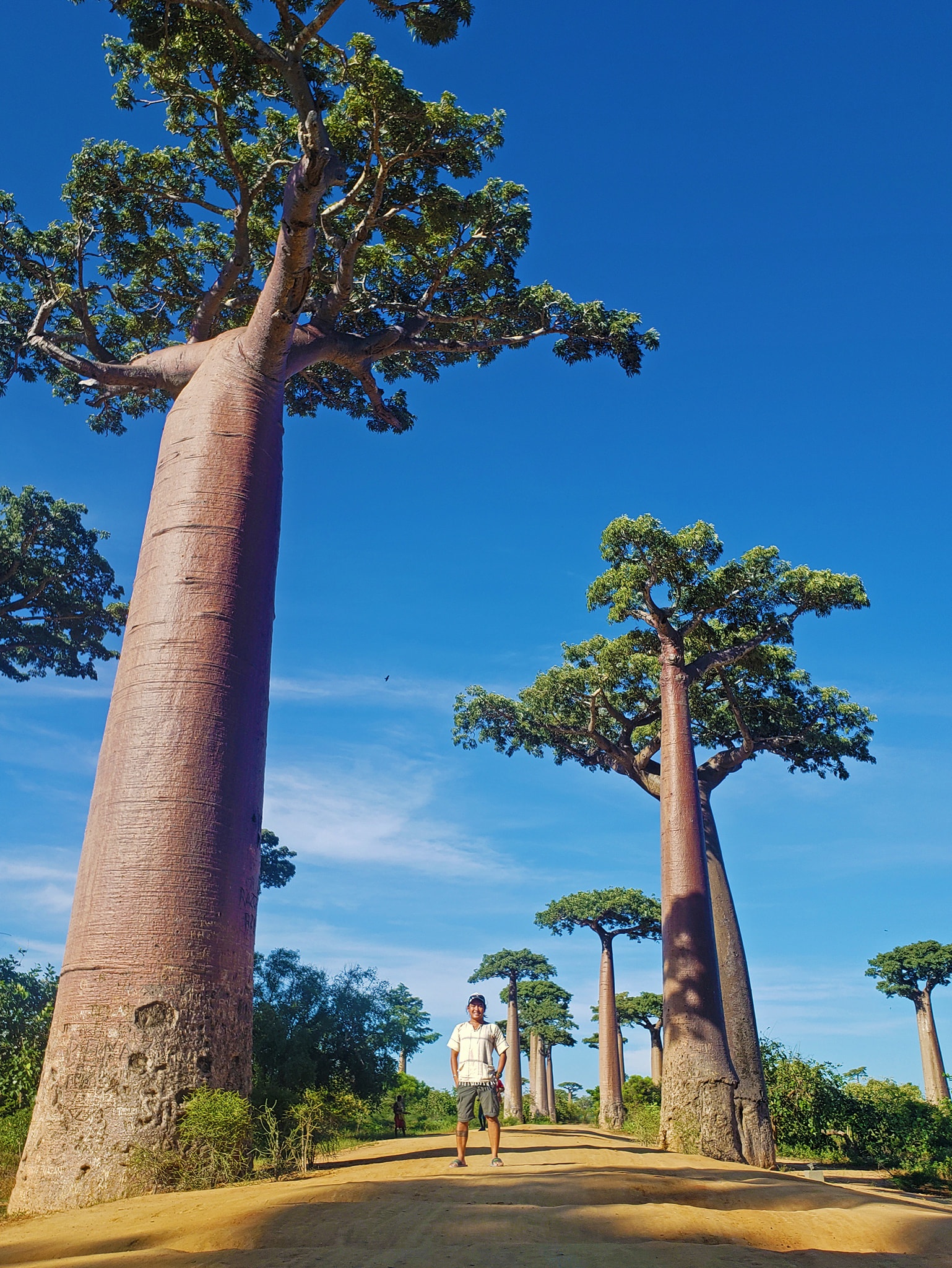 dai lo cay moc nguoc anh 17