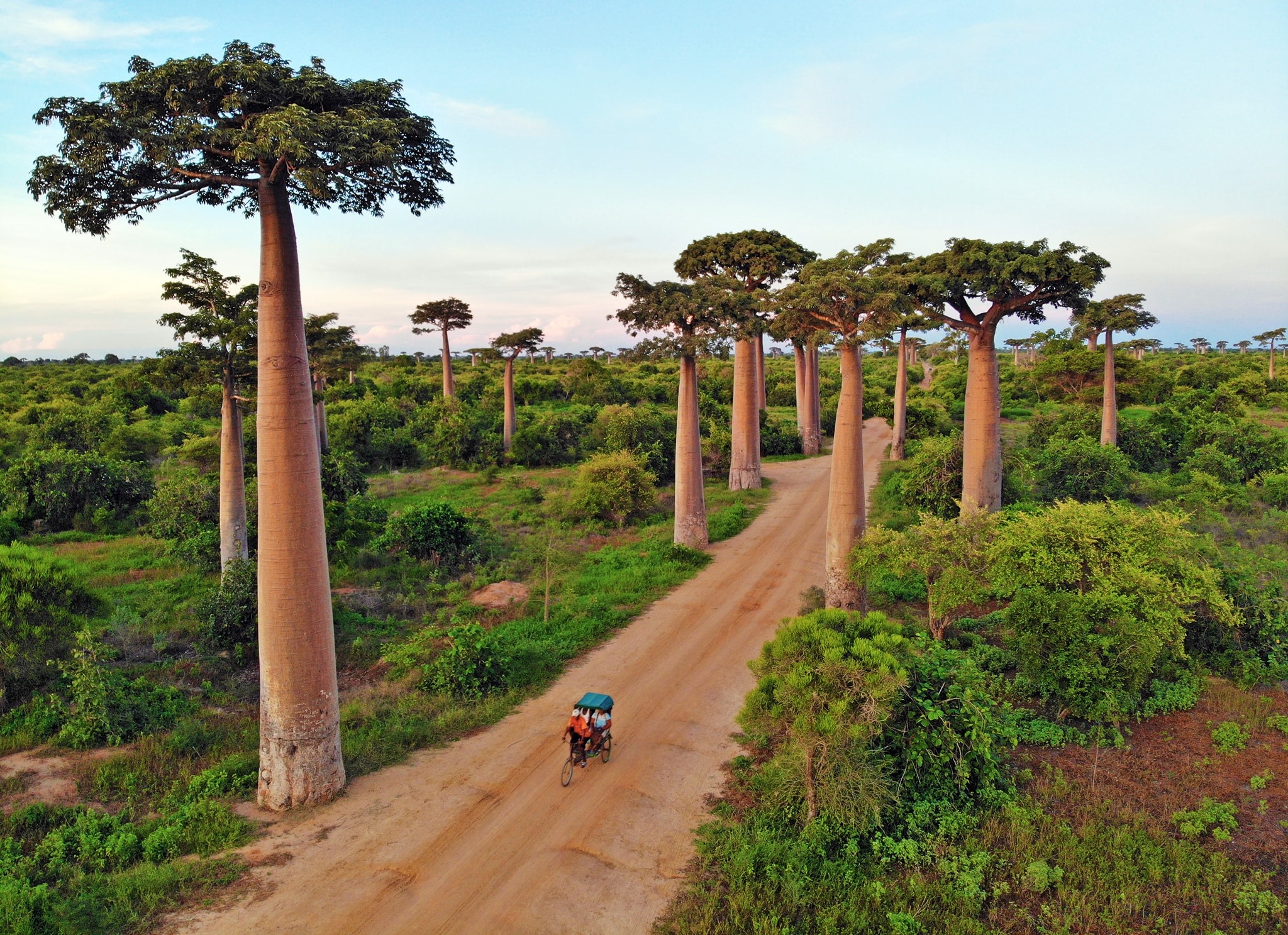 dai lo cay moc nguoc anh 7