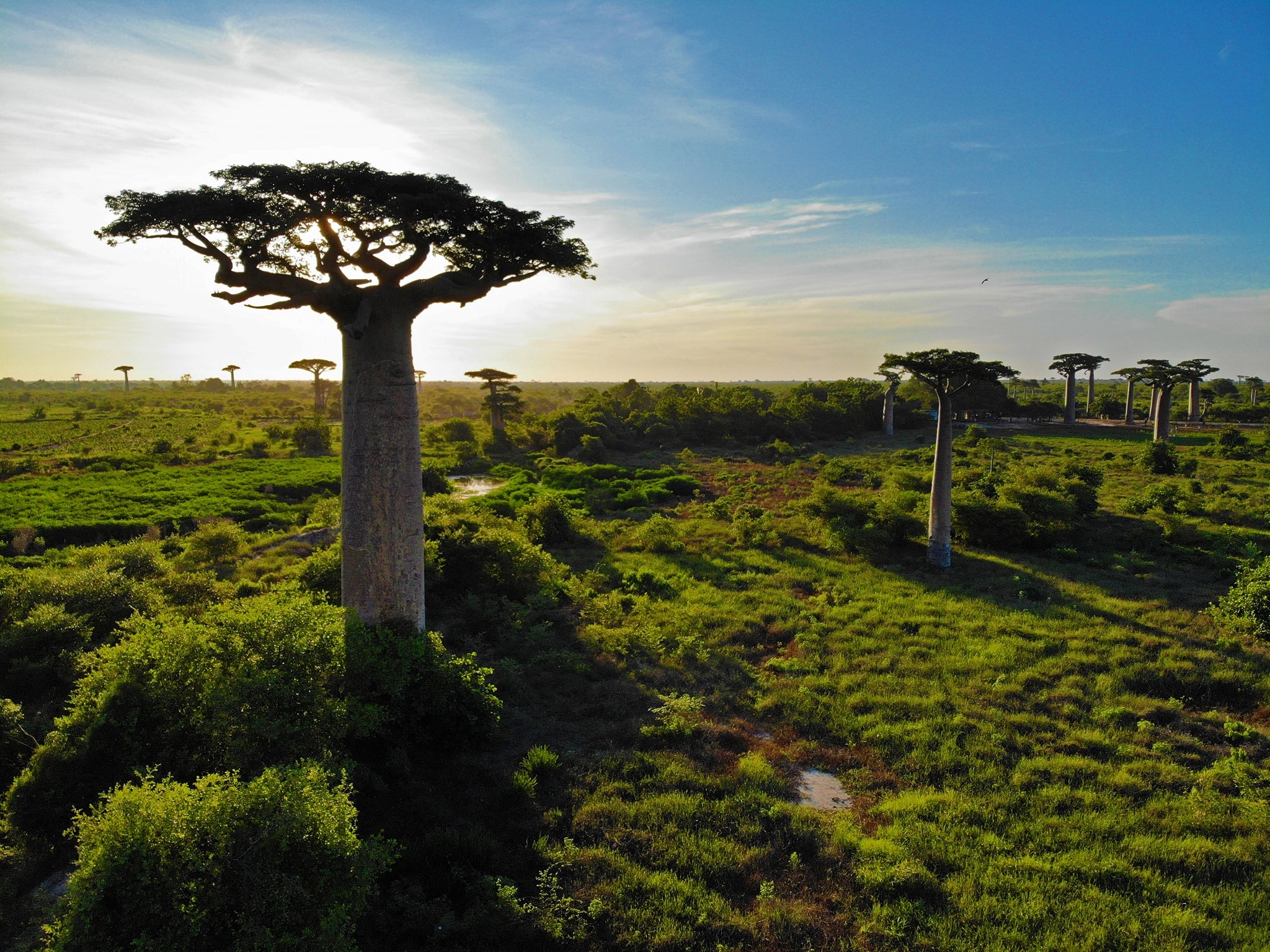 dai lo cay moc nguoc anh 8