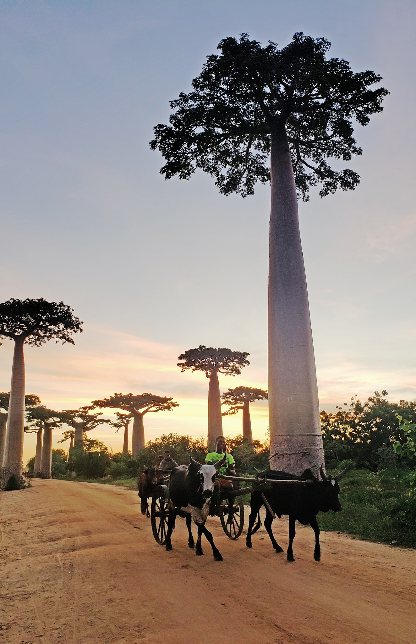 dai lo cay moc nguoc anh 3