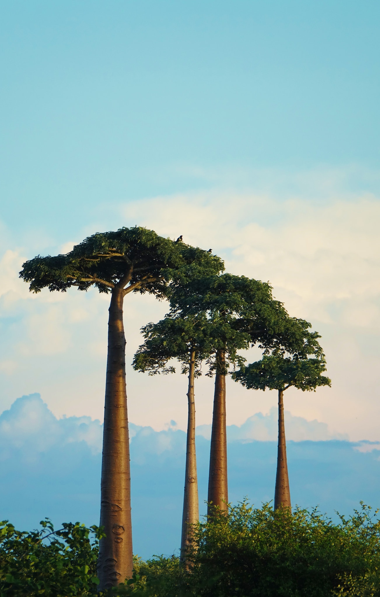 dai lo cay moc nguoc anh 4