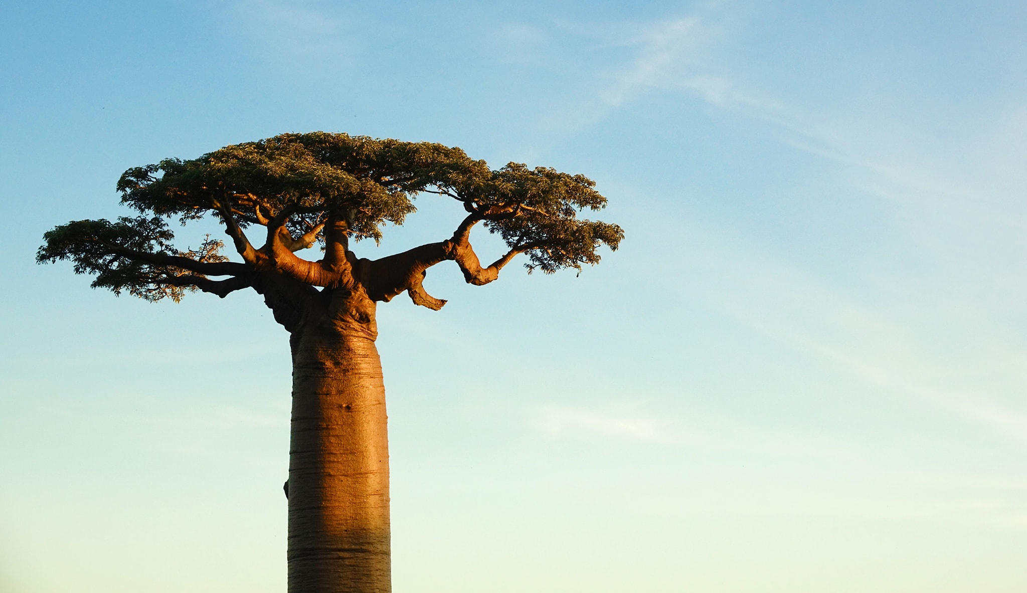 dai lo cay moc nguoc anh 12