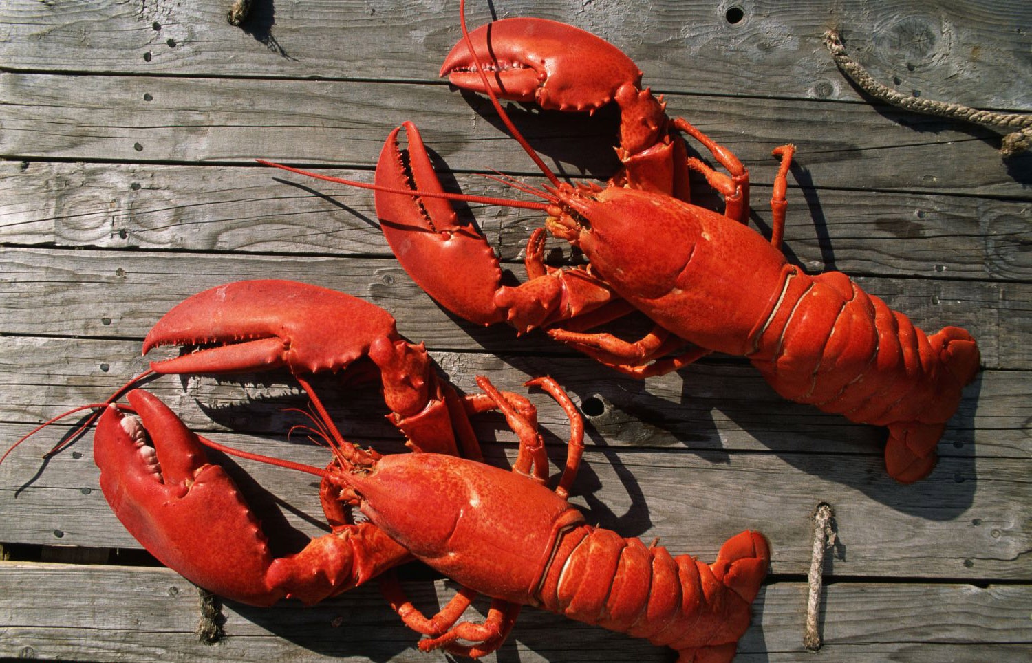 Vi sao tom hum co gia dat do? hinh anh