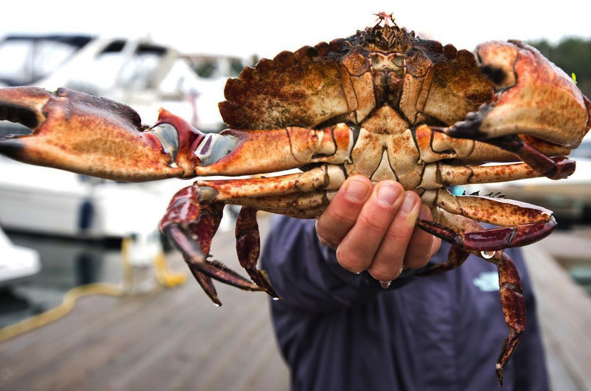 Che bien cua da do thanh mon an doc dao hinh anh