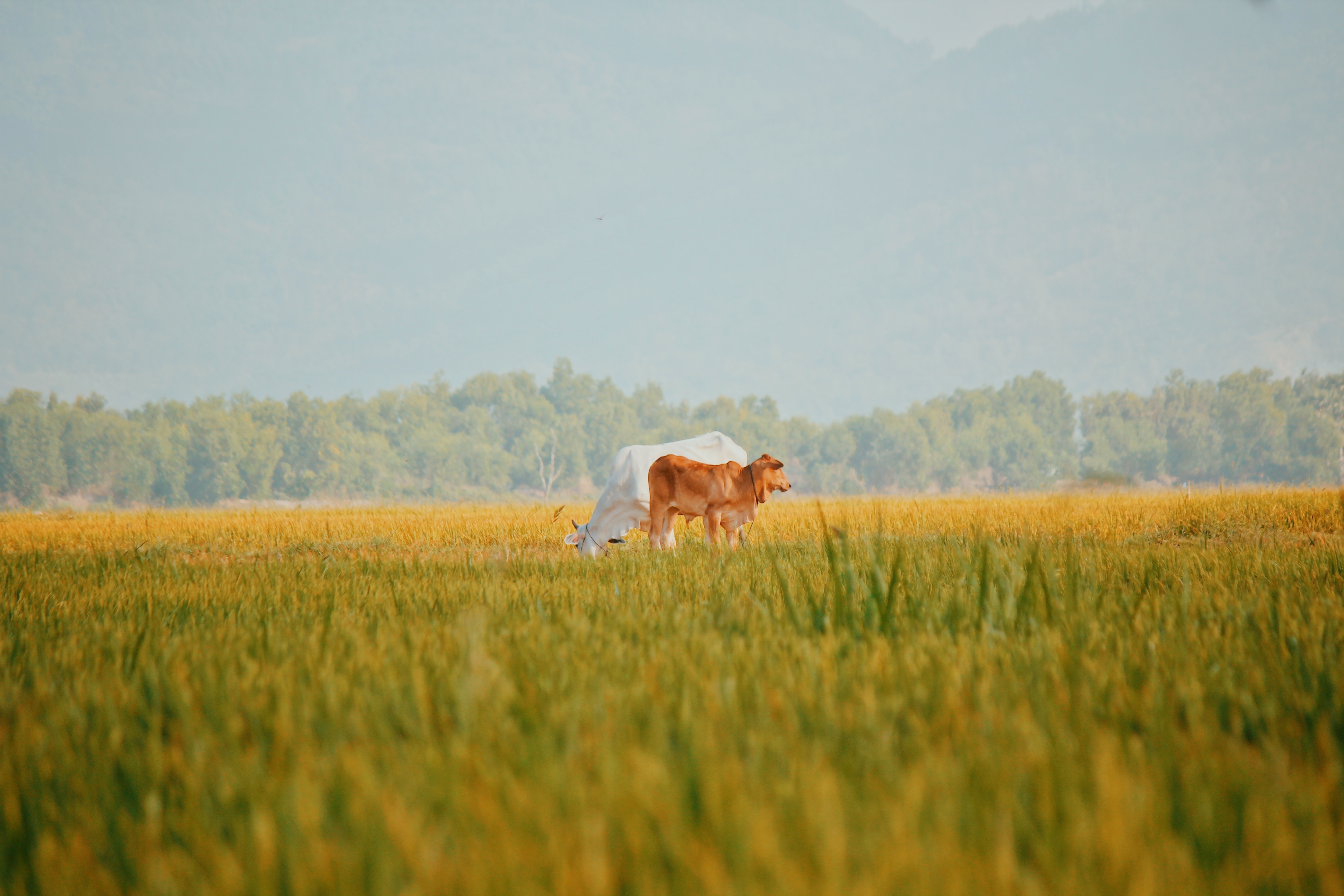 Du lich An Giang anh 9