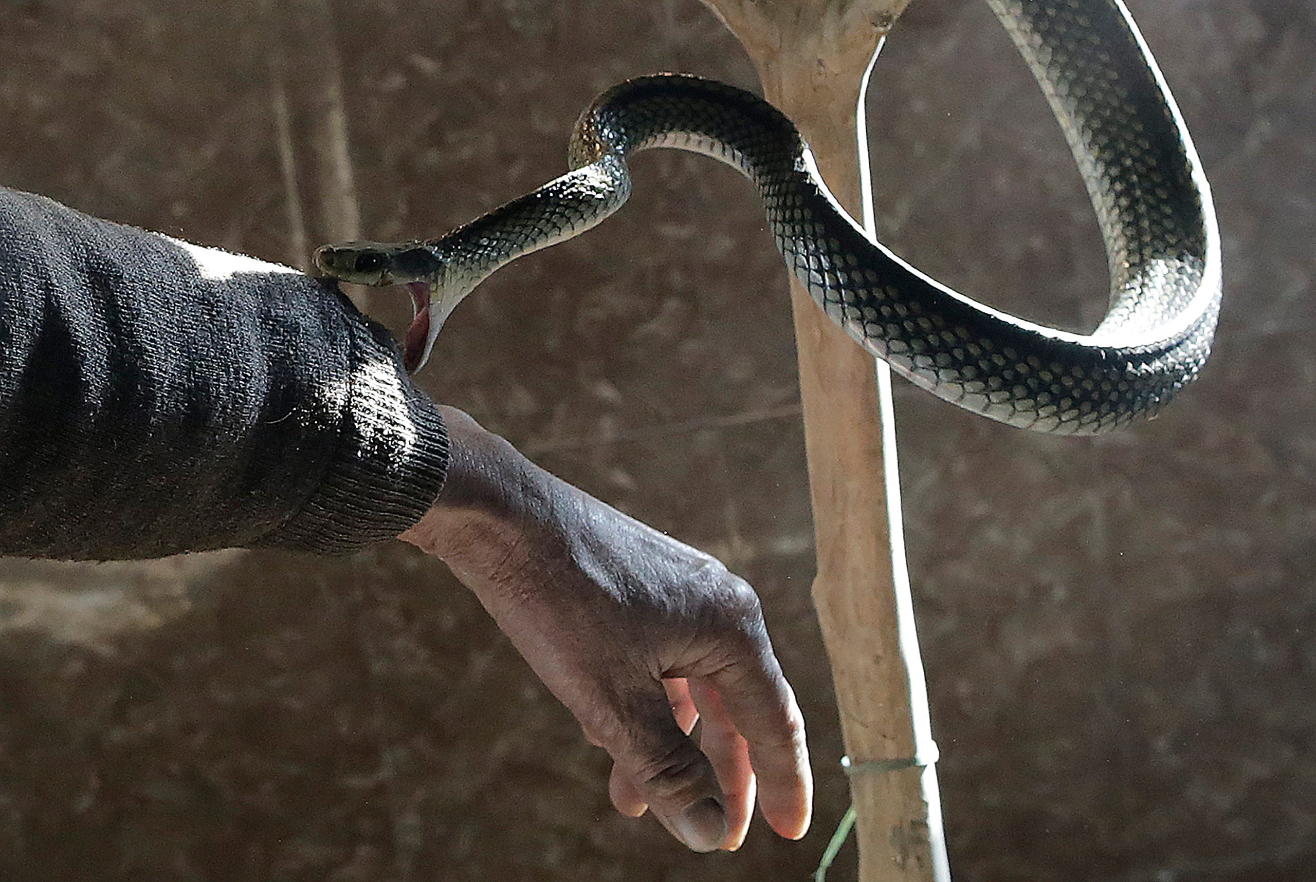 Ngoi lang o Trung Quoc nuoi 3 trieu con ran hinh anh