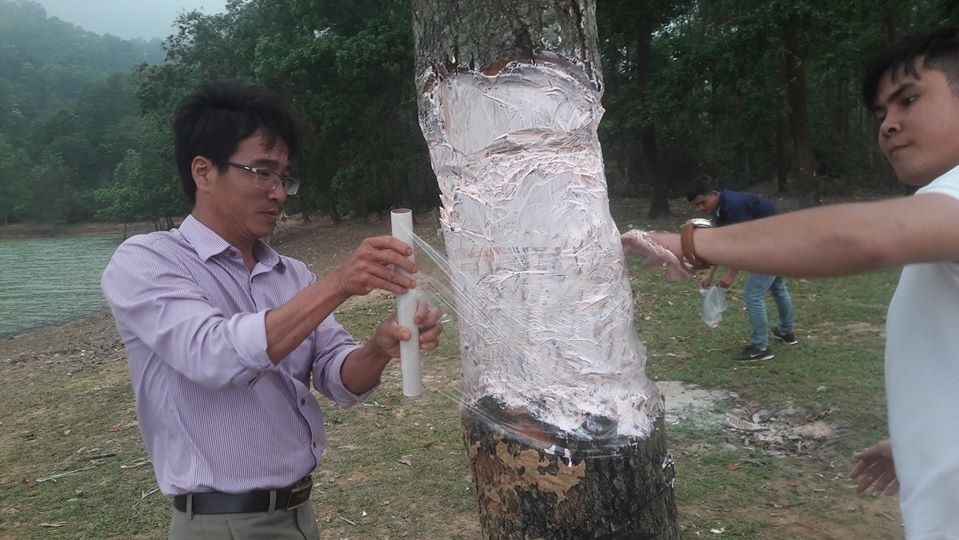 cây cô đơn Khe Sanh bị phá hoại  ảnh 2 cay co don Khe Sanh bi pha hoai anh 2