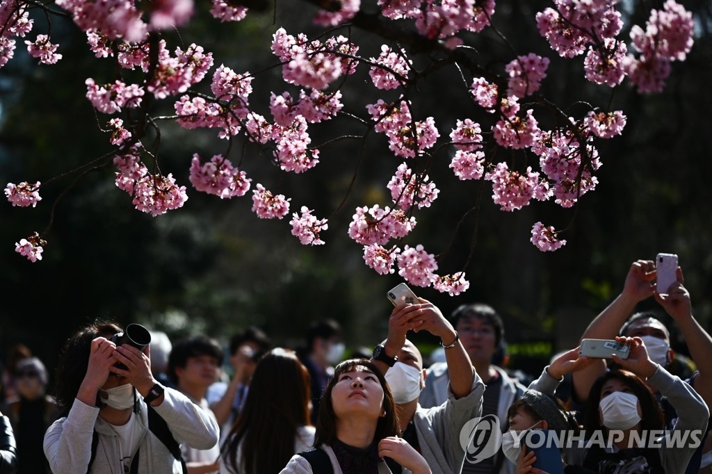 nguoi Nhat ngam hoa anh dao anh 1