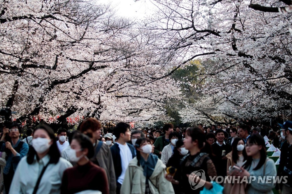 nguoi Nhat ngam hoa anh dao anh 4