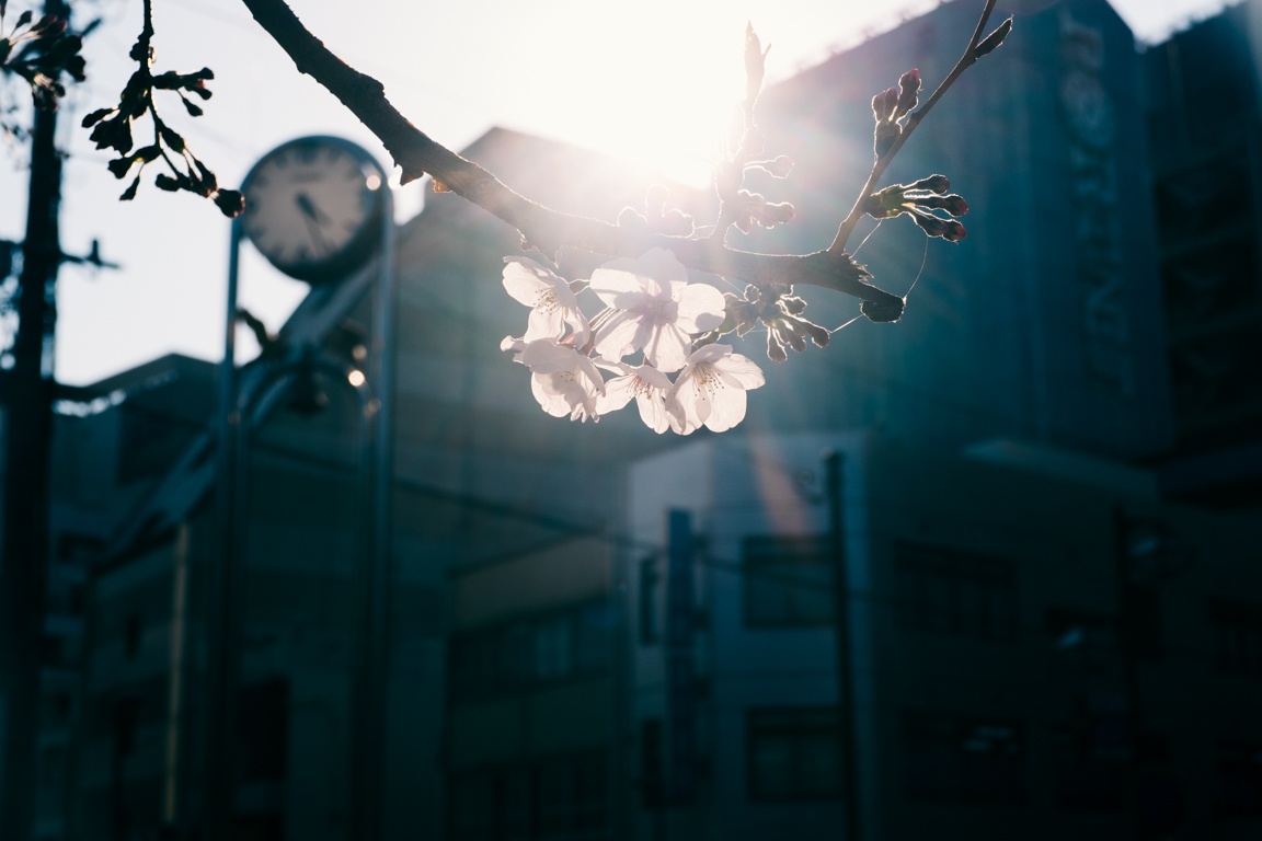 mua hoa anh dao Nhat Ban anh 3