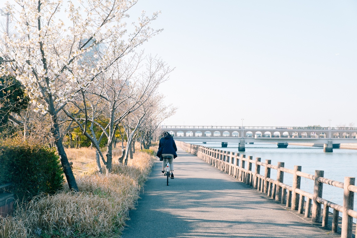 mua hoa anh dao Nhat Ban anh 25